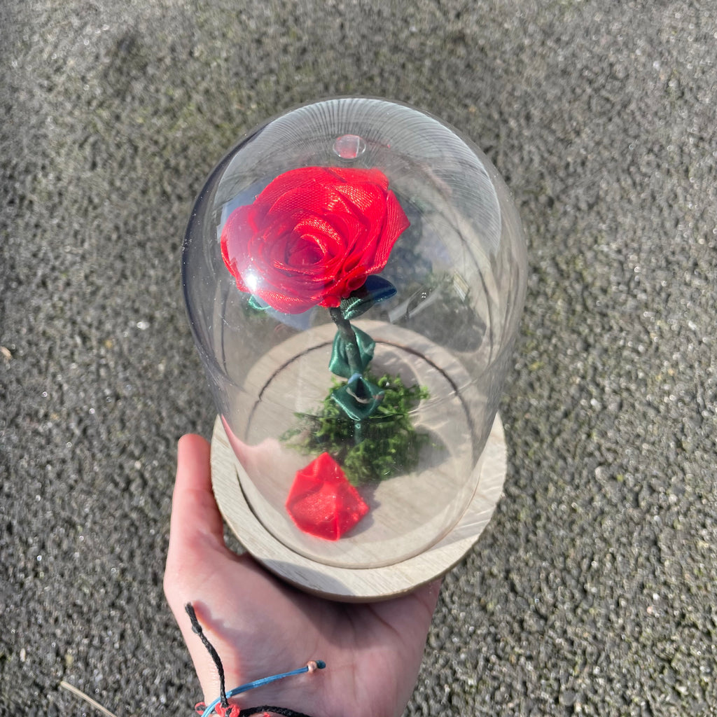 Rose sous cloche